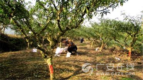 ��ũ����ڵ��㰲����չ�������༼����ѵ�Ϳ�ѧ���飨ͼ��