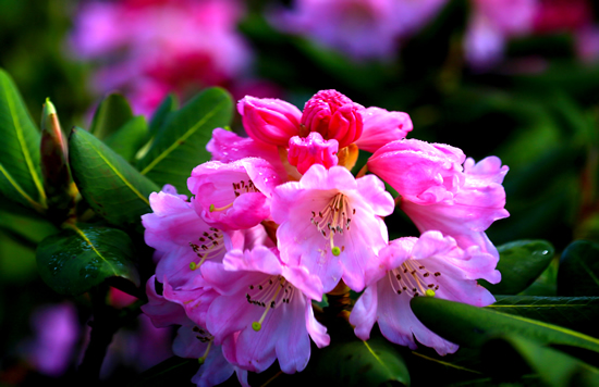 �����Ķž黨