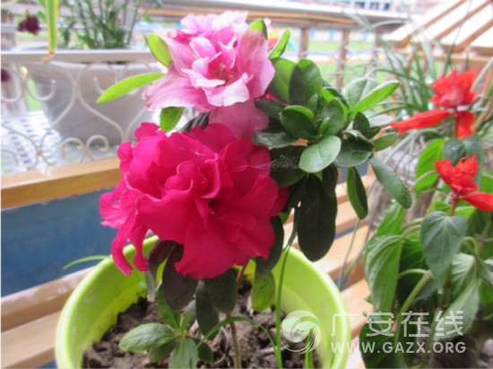 �㰲ǰ����«Ϫ���׶�԰��ֲ��� ����һ�������ķ羰��