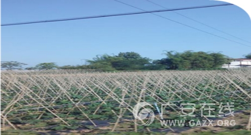 �������ִ�ũҵ԰�������߲˲�ֵ�ɴ�5000��Ԫ��ͼ��