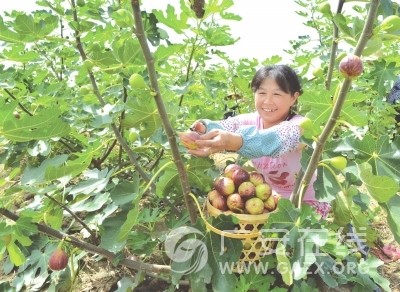 武胜无花果喜获丰收(图)