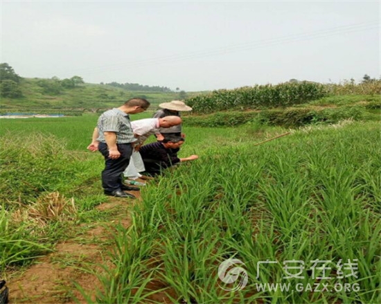 邻水县子中乡农业技术巡回服务小组进村入社开展技术服务工作(图)