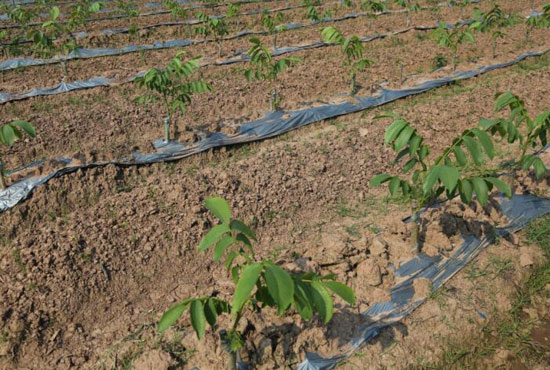 �㰲�����С�ʯ�޾��ͺ��ҡ���������ʵ�飨ͼ��