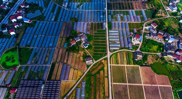 观塘农业园 (李远昌 摄)