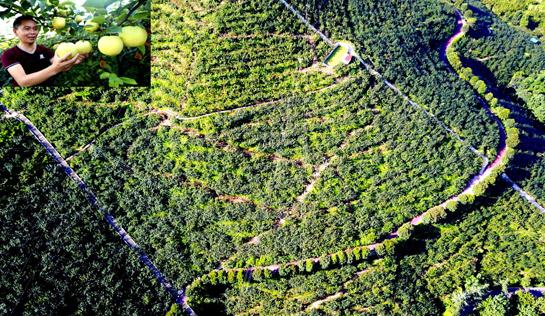 华蓥市禄市镇“中国梨园” (邱海鹰 摄)