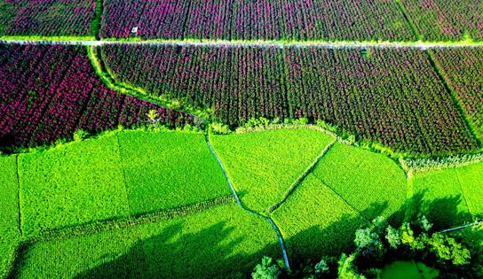 水稻青青紫微红 (邱海鹰 摄)