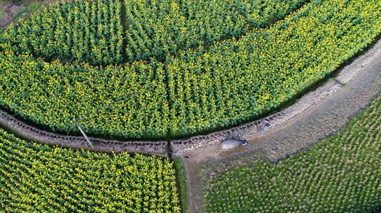 归途 (游青 摄 )