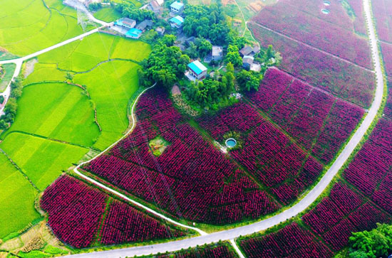 “守”得住的产业 (苗贵华 摄)
