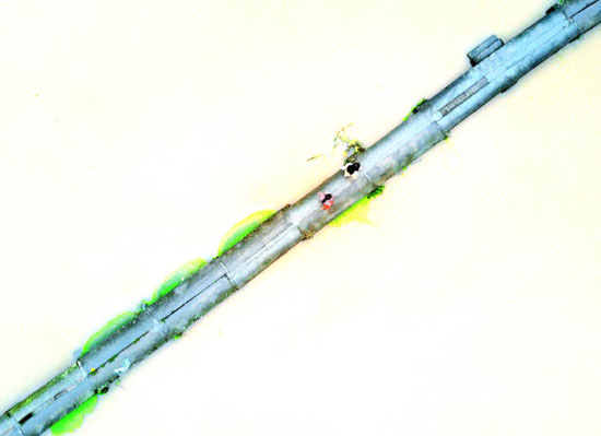 创意图片( 杨明军 摄)