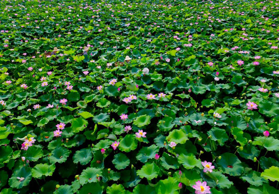 岳池县大石乡五里堆村村民在采摘莲子 张启富 (摄)